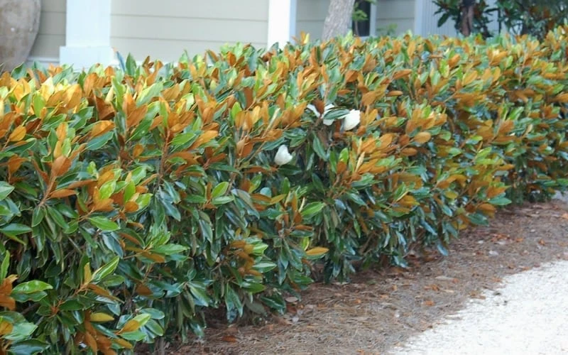 Little Gem Dwarf Southern Magnolia - 3 Gallon Pot (2.5-3.5') 10 Little Gem Dwarf Southern Magnolia - 3 Gallon Pot (2.5-3.5') - Image 8