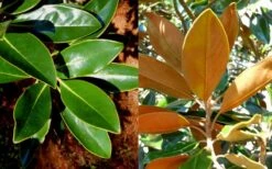 Little Gem Dwarf Southern Magnolia - 3 Gallon Pot (1.5-2.5') -Plant Discount Store magnolia little gem 16