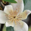 Serendipity Banana Shrub (Magnolia Figo) - 5 Gallon Pot 2 Serendipity Banana Shrub (Magnolia Figo) - 5 Gallon Pot -Plant Discount Store magnolia serendipity banana shrub 1 1