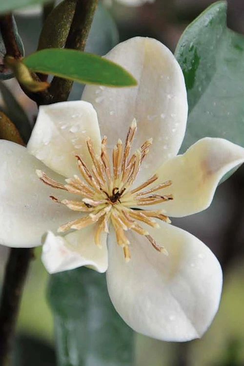 Serendipity Banana Shrub (Magnolia Figo) - 3 Gallon Pot 3 Serendipity Banana Shrub (Magnolia Figo) - 3 Gallon Pot