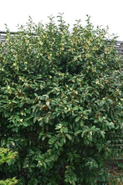 Serendipity Banana Shrub (Magnolia Figo) - 5 Gallon Pot 16 Serendipity Banana Shrub (Magnolia Figo) - 5 Gallon Pot -Plant Discount Store magnolia serendipity banana shrub 2 1