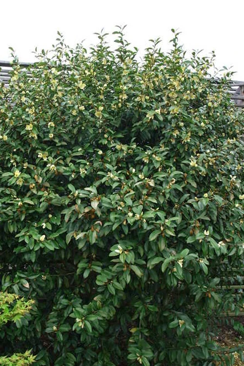 Serendipity Banana Shrub (Magnolia Figo) - 5 Gallon Pot 9 Serendipity Banana Shrub (Magnolia Figo) - 5 Gallon Pot - Image 7