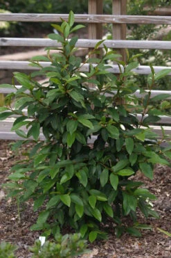 Serendipity Banana Shrub (Magnolia Figo) - 3 Gallon Pot 17 Serendipity Banana Shrub (Magnolia Figo) - 3 Gallon Pot -Plant Discount Store magnolia serendipity banana shrub 3