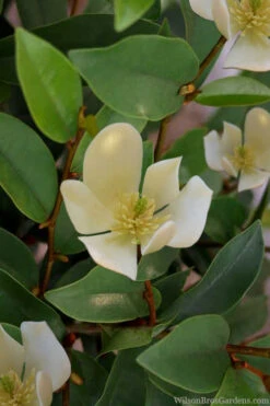 Serendipity Banana Shrub (Magnolia Figo) - 3 Gallon Pot 14 Serendipity Banana Shrub (Magnolia Figo) - 3 Gallon Pot -Plant Discount Store magnolia serendipity banana shrub 4