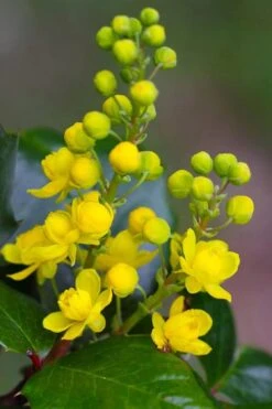 Creeping Oregon Grape (Mahonia Repens) - 1 Gallon Pot -Plant Discount Store mahonia repens creeping oregon grape 1