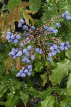 Creeping Oregon Grape (Mahonia Repens) - 1 Gallon Pot -Plant Discount Store mahonia repens creeping oregon grape 10