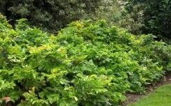 Creeping Oregon Grape (Mahonia Repens) - 1 Gallon Pot -Plant Discount Store mahonia repens creeping oregon grape 4