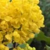 Creeping Oregon Grape (Mahonia Repens) - 1 Gallon Pot 2 Creeping Oregon Grape (Mahonia Repens) - 1 Gallon Pot -Plant Discount Store mahonia repens creeping oregon grape 5