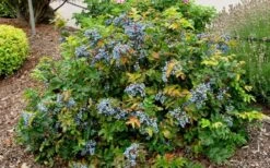 Creeping Oregon Grape (Mahonia Repens) - 1 Gallon Pot -Plant Discount Store mahonia repens creeping oregon grape 7