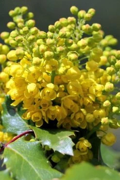 Creeping Oregon Grape (Mahonia Repens) - 1 Gallon Pot -Plant Discount Store mahonia repens creeping oregon grape 8