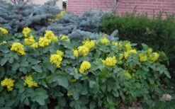 Creeping Oregon Grape (Mahonia Repens) - 1 Gallon Pot -Plant Discount Store mahonia repens creeping oregon grape 9