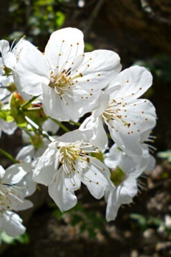 American Sweet Crabapple Tree (Malus Coronaria) - 1 Gallon Pot 15 American Sweet Crabapple Tree (Malus Coronaria) - 1 Gallon Pot -Plant Discount Store malus coronaria american sweet crabapple 3