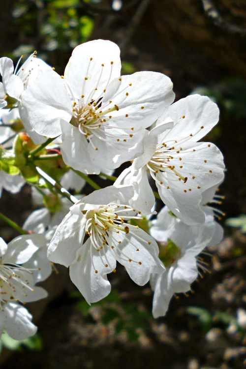 American Sweet Crabapple Tree (Malus Coronaria) - 1 Gallon Pot 8 American Sweet Crabapple Tree (Malus Coronaria) - 1 Gallon Pot - Image 6
