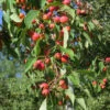 American Sweet Crabapple Tree (Malus Coronaria) - 1 Gallon Pot -Plant Discount Store malus coronaria american sweet crabapple 4