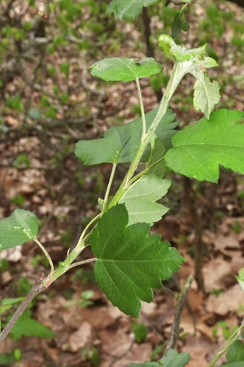 American Sweet Crabapple Tree (Malus Coronaria) - 1 Gallon Pot 10 American Sweet Crabapple Tree (Malus Coronaria) - 1 Gallon Pot - Image 8