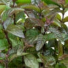 Chocolate Mint Plant - 4 Pack Of Quart Pots 2 Chocolate Mint Plant - 4 Pack Of Quart Pots -Plant Discount Store mentha piperita chocolate mint 1