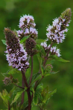 Chocolate Mint Plant - 4 Pack Of Quart Pots -Plant Discount Store mentha piperita chocolate mint 3