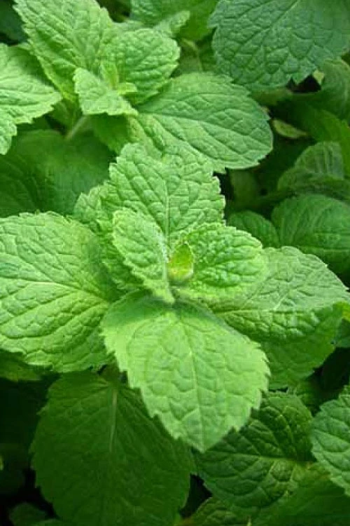 Apple Mint Plant - 4 Pack Of Quart Pots 6 Apple Mint Plant - 4 Pack Of Quart Pots - Image 4