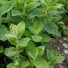 Apple Mint Plant - 4 Pack Of Quart Pots 1 Apple Mint Plant - 4 Pack Of Quart Pots -Plant Discount Store mentha suaveolens apple mint 3