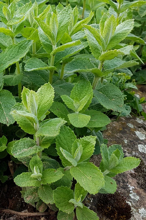 Apple Mint Plant - 4 Pack Of Quart Pots 3 Apple Mint Plant - 4 Pack Of Quart Pots