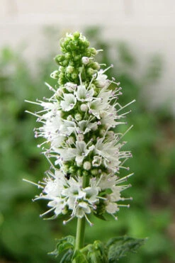 Apple Mint Plant - 4 Pack Of Quart Pots 11 Apple Mint Plant - 4 Pack Of Quart Pots -Plant Discount Store mentha suaveolens apple mint 4