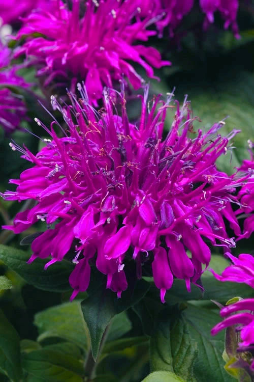 Balmy Purple Bee Balm (Monarda) - 1 Gallon Pot 6 Balmy Purple Bee Balm (Monarda) - 1 Gallon Pot - Image 4