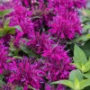 Balmy Purple Bee Balm (Monarda) - 1 Gallon Pot