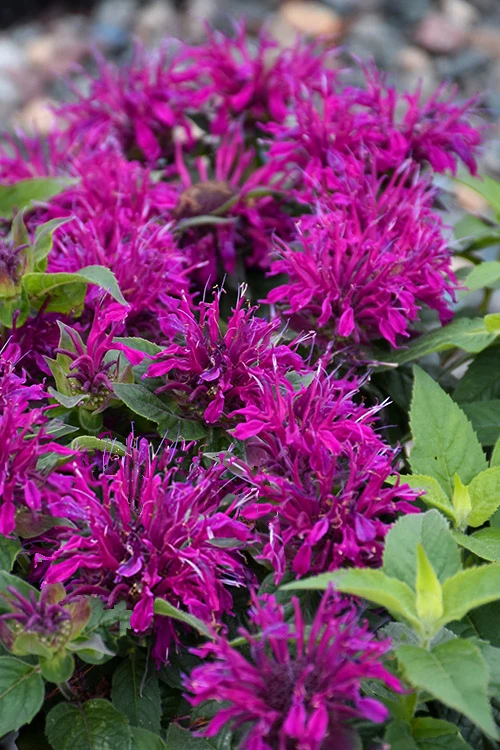 Balmy Purple Bee Balm (Monarda) - 1 Gallon Pot 3 Balmy Purple Bee Balm (Monarda) - 1 Gallon Pot