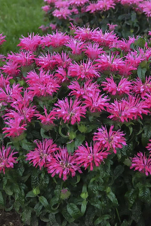 Electric Neon Pink Bee Balm (Monarda) - 1 Gallon Pot 7 Electric Neon Pink Bee Balm (Monarda) - 1 Gallon Pot - Image 5