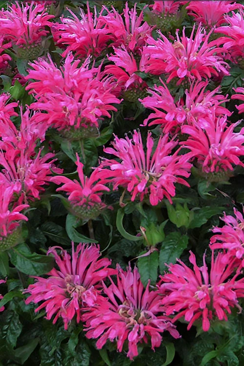 Electric Neon Pink Bee Balm (Monarda) - 1 Gallon Pot 3 Electric Neon Pink Bee Balm (Monarda) - 1 Gallon Pot