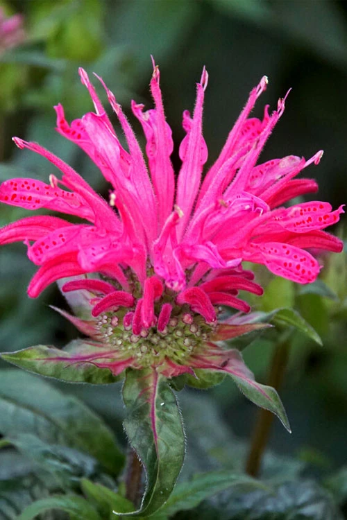 Electric Neon Pink Bee Balm (Monarda) - 1 Gallon Pot 6 Electric Neon Pink Bee Balm (Monarda) - 1 Gallon Pot - Image 4
