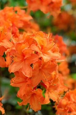 Mandarin Lights Cold Hardy Azalea (Rhododendron) - 3 Gallon Pot (2-3') -Plant Discount Store native azalea mandarin lights 1