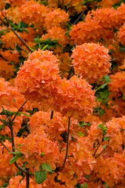 Mandarin Lights Cold Hardy Azalea (Rhododendron) - 3 Gallon Pot (2-3')