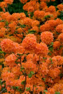 Mandarin Lights Cold Hardy Azalea (Rhododendron) - 3 Gallon Pot (2-3') -Plant Discount Store native azalea mandarin lights 3