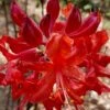 Radiant Red Aromi Azalea (Rhododendron Hybrid) - 3 Gallon Pot 2 Radiant Red Aromi Azalea (Rhododendron Hybrid) - 3 Gallon Pot -Plant Discount Store native azalea radiant red 5