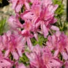 Western Lights Cold Hardy Azalea (Rhododendron) - 1 Gallon Pot