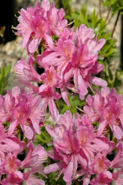 Western Lights Cold Hardy Azalea (Rhododendron) - 1 Gallon Pot