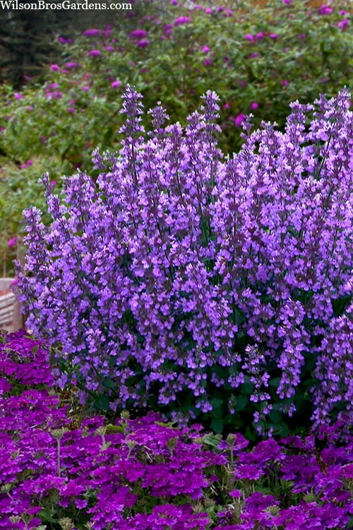 Cats Pajamas Catmint - 1 Gallon Pot 3 Cats Pajamas Catmint - 1 Gallon Pot