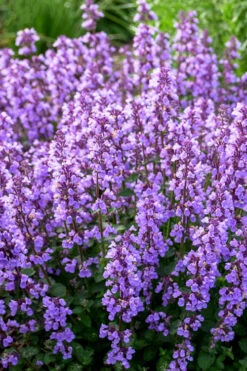 Cats Pajamas Catmint - 1 Gallon Pot 11 Cats Pajamas Catmint - 1 Gallon Pot -Plant Discount Store nepeta cats pajamas catmint 3