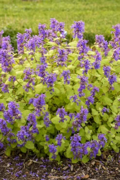 Chartreuse On The Loose Catmint (Nepeta) - 1 Gallon Pot