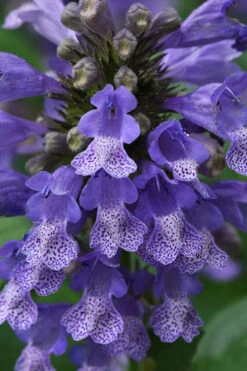 Blue Prelude Catmint (Nepeta) - 1 Gallon Pot 11 Blue Prelude Catmint (Nepeta) - 1 Gallon Pot -Plant Discount Store nepeta prelude blue catmint 1