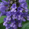 Blue Prelude Catmint (Nepeta) - 1 Gallon Pot