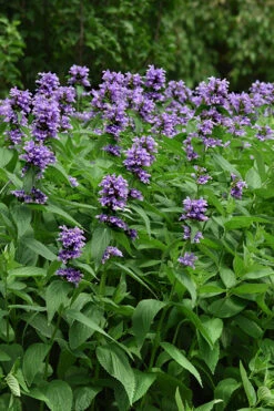 Blue Prelude Catmint (Nepeta) - 1 Gallon Pot 10 Blue Prelude Catmint (Nepeta) - 1 Gallon Pot -Plant Discount Store nepeta prelude blue catmint 3