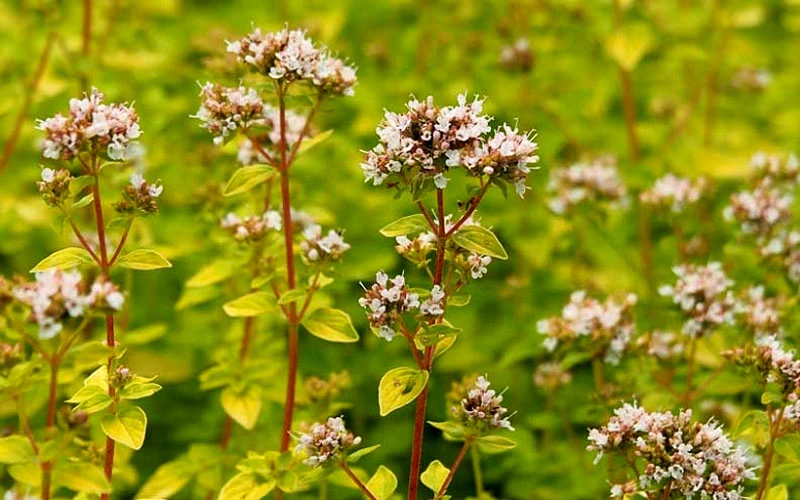 Golden Oregano - 5 Pack Of Pint Pots 8 Golden Oregano - 5 Pack Of Pint Pots - Image 6