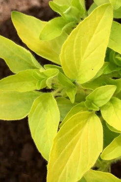 Golden Oregano - 5 Pack Of Pint Pots 12 Golden Oregano - 5 Pack Of Pint Pots -Plant Discount Store oregano golden 6