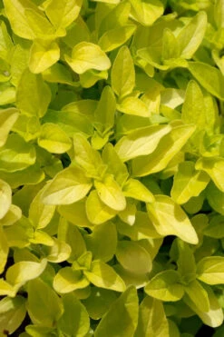 Golden Oregano - 5 Pack Of Pint Pots 11 Golden Oregano - 5 Pack Of Pint Pots -Plant Discount Store origanum vulgare aurea golden oregano 10