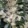 Fortune's Cold Hardy Tea Olive (Fragrant Osmanthus) - 7 Gallon Pot (5-6') -Plant Discount Store osmanthus fortunei fortunes tea olive 30 3