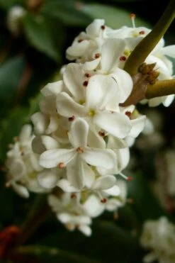 Fortune's Cold Hardy Tea Olive (Fragrant Osmanthus) - 7 Gallon Pot (4-5') -Plant Discount Store osmanthus fortunei fragrant tea olive 2 4