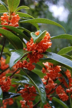 'Beni Kin Mokusei' Red Flowering Tea Olive - 3 Gallon Pot -Plant Discount Store osmanthus fragrans aurianticus beni kin mokusei red tea olive 4