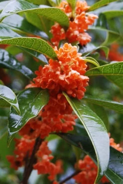 'Beni Kin Mokusei' Red Flowering Tea Olive - 3 Gallon Pot -Plant Discount Store osmanthus fragrans aurianticus beni kin mokusei red tea olive 5